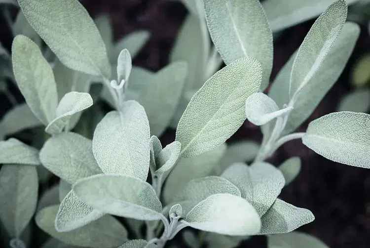 sauge (salvia officinalis) herbe aux feuilles de couleur gris bleu