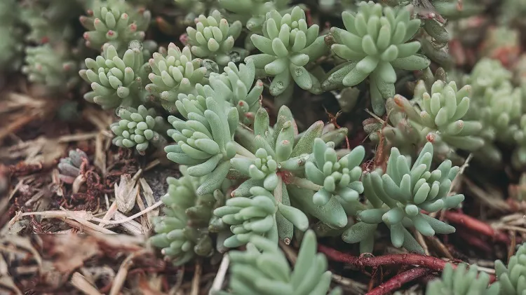 sedum treleasei plante succulent pour le jardin