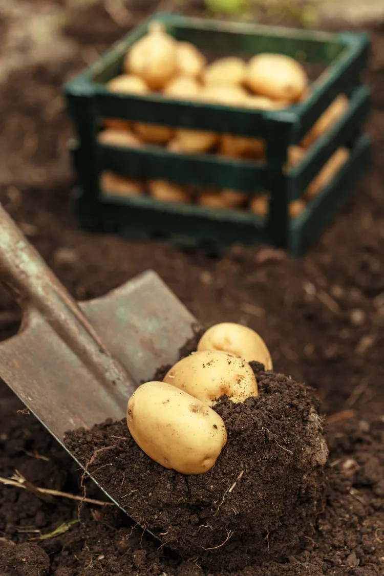 à quel endroit ne pas planter les pommes de terre.webb