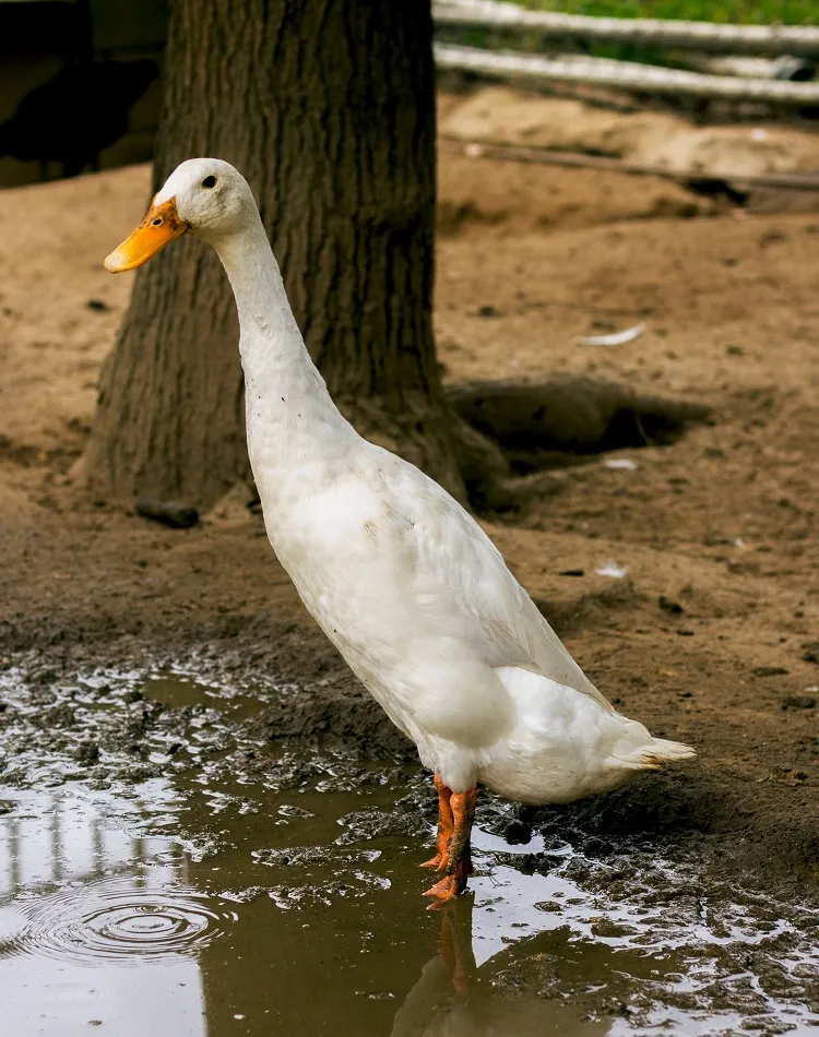 apprivoiser un canard indien dans le poulailler