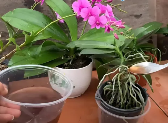 arroser l'orchidée avec du café