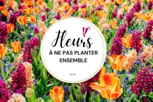 associations de fleurs à éviter dans le jardin décoratif