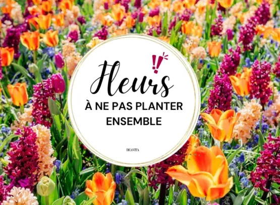associations de fleurs à éviter dans le jardin décoratif