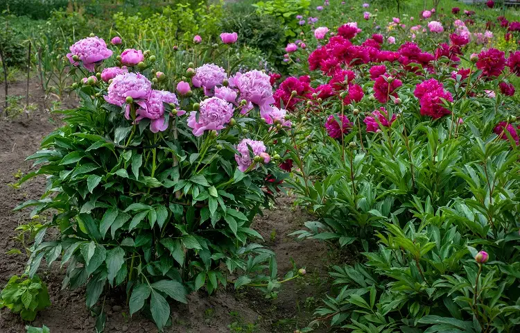 belles pivoines rouges foncées et roses dans le jardin en été