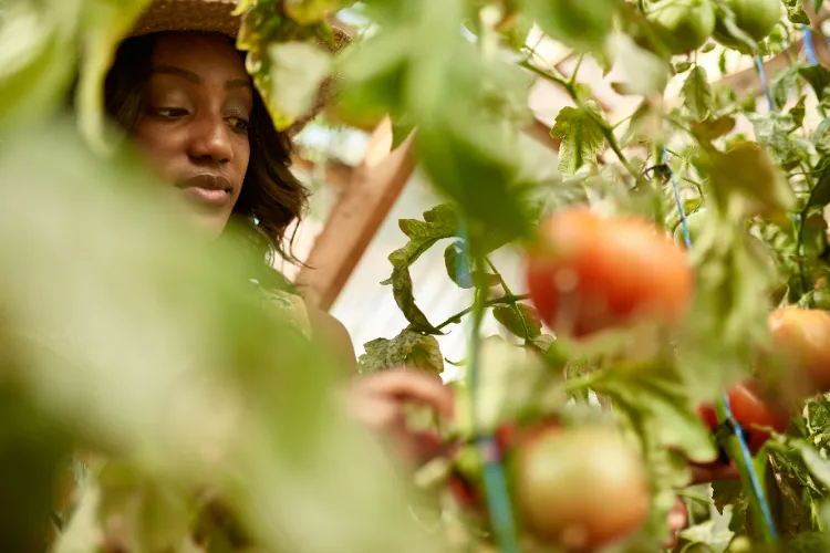 bienfaits du bicarbonate sur les tomates