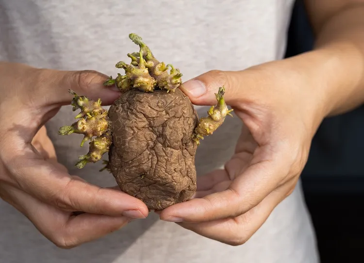 bloquer la germination des pommes de terre