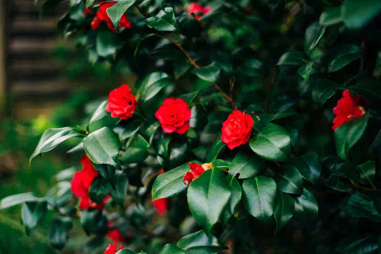 camélia, arbuste à fleurs rouges au jardin