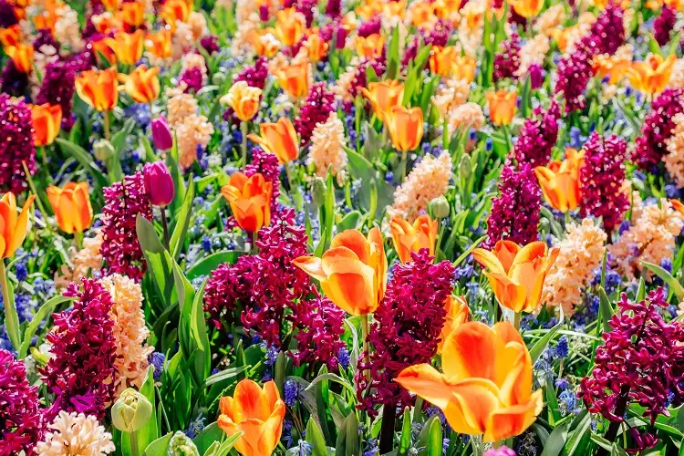 champ de fleurs sauvages. magnifiques tulipes roses et orange et autres fleurs de printemps