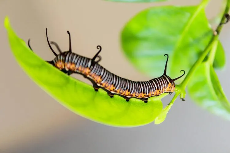 chenilles dégâts sur les feuilles du citronnier