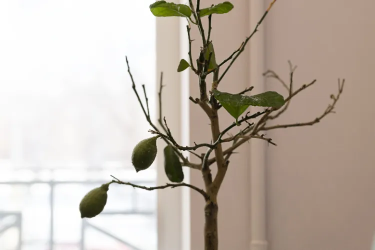 citronnier touché par une maladie