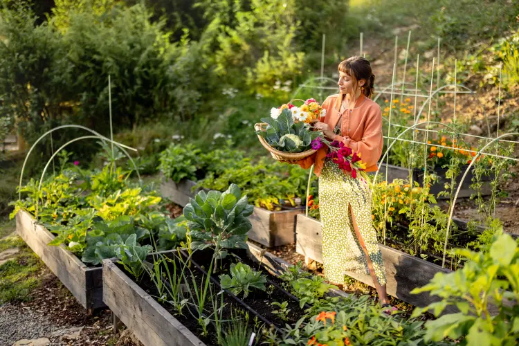 créer un potager à partir de zéro