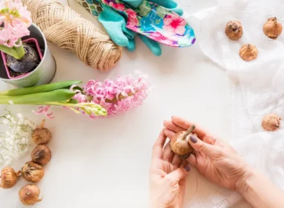 comment conserver les bulbes de jacinthes après la floraison