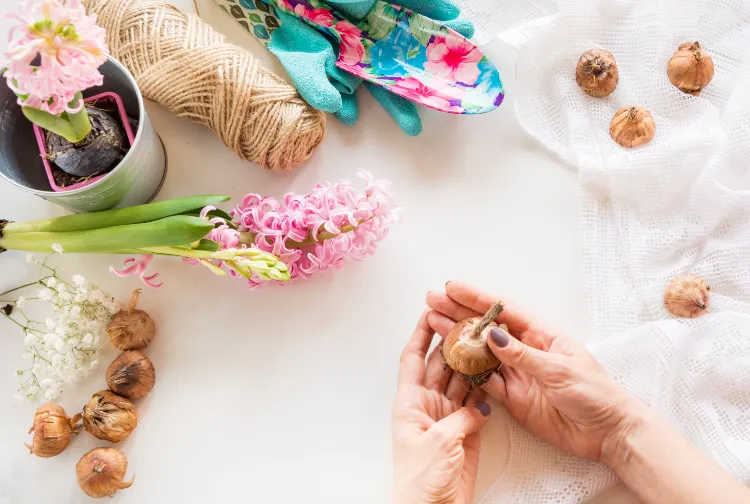 comment conserver les bulbes de jacinthes après la floraison