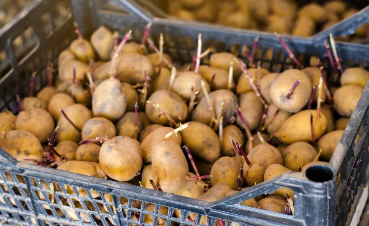 comment conserver les pommes de terre durant l'hiver et éviter la germination