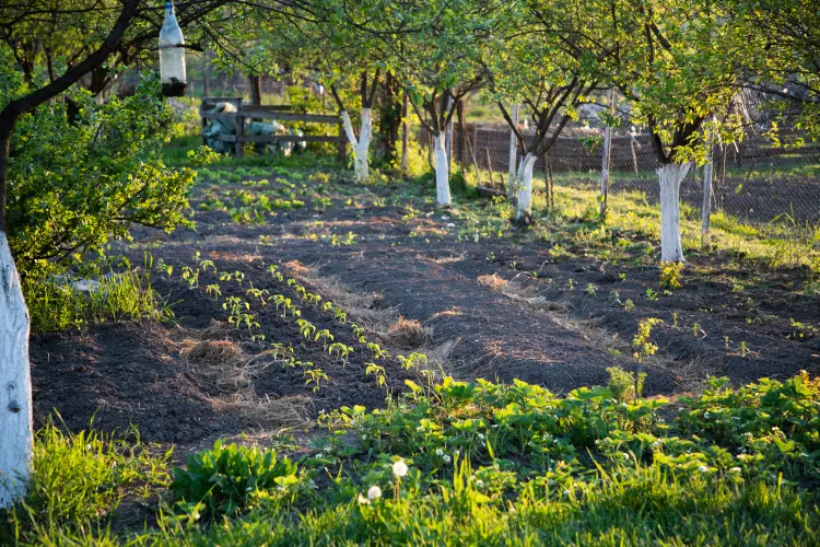 comment créer un potager à partir de zéro