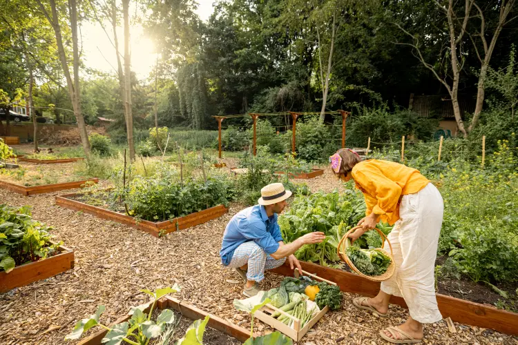 comment entretenir et prendre soin d'un carré potager 