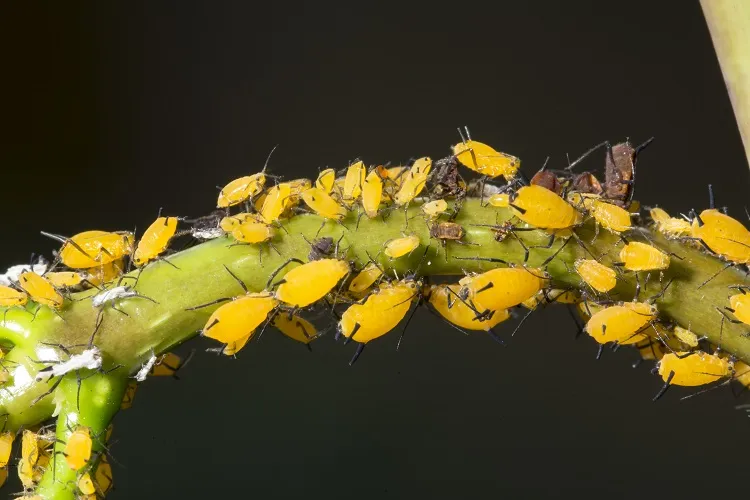 comment éviter l'apparition de pucerons dans le jardin