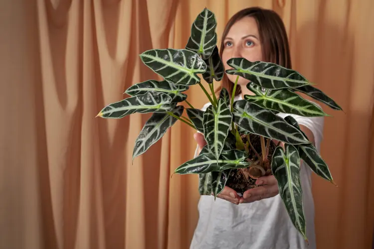 comment faire fleurir un calathea