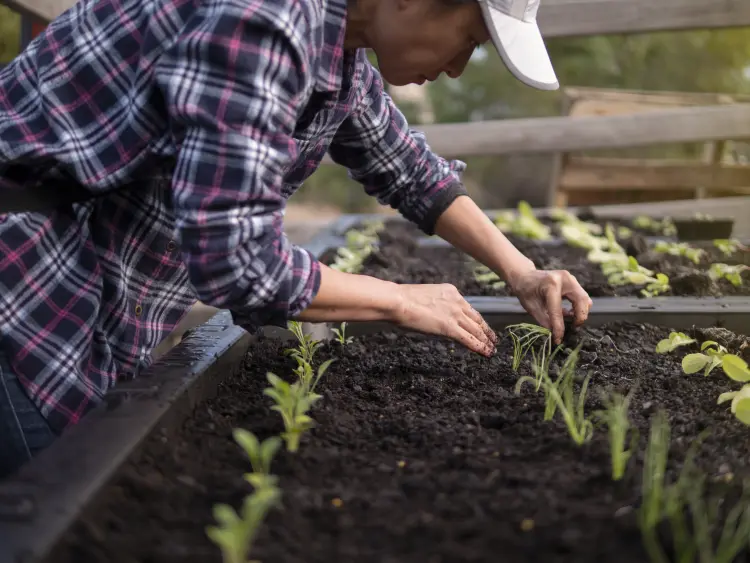 comment planter des légumes dans un carré potager 