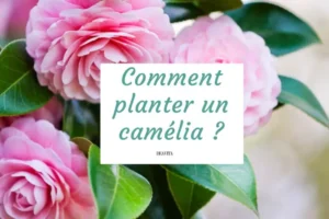 comment planter un camélia au jardin