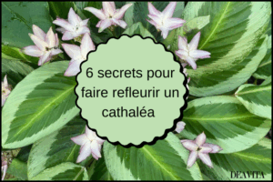 comment prendre soin d'un calathéa à l'intérieur deavita fr
