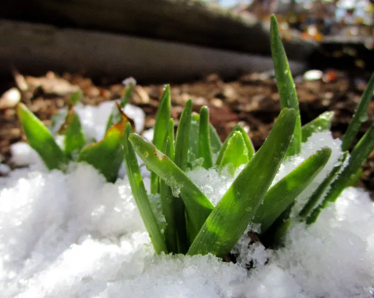 comment protéger les plantes de la neige