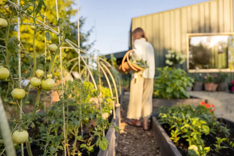 créer un potager à partir de zéro astuces 