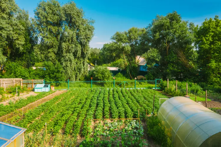 créer un potager à partir de zéro conseils pour débutants