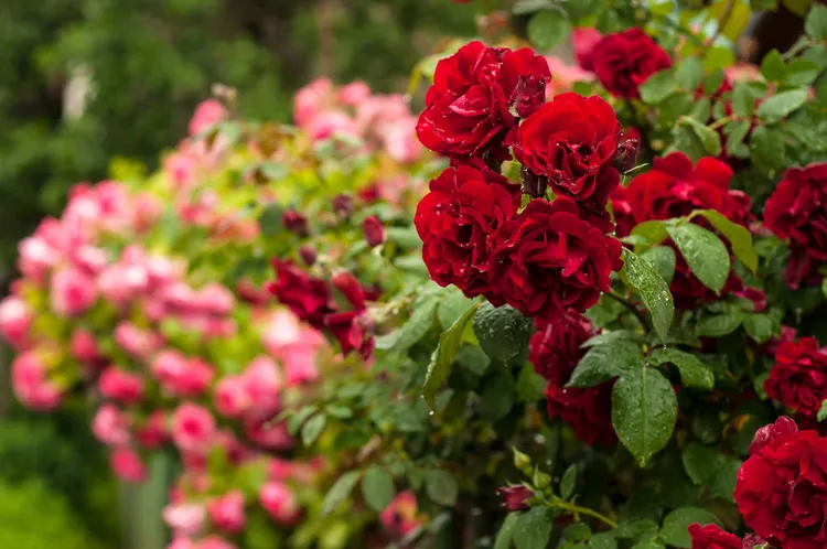 de beaux rosiers au jardin