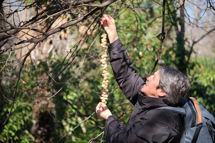 décoration comestible pour le jardin, des cacahuètes pour les oiseaux