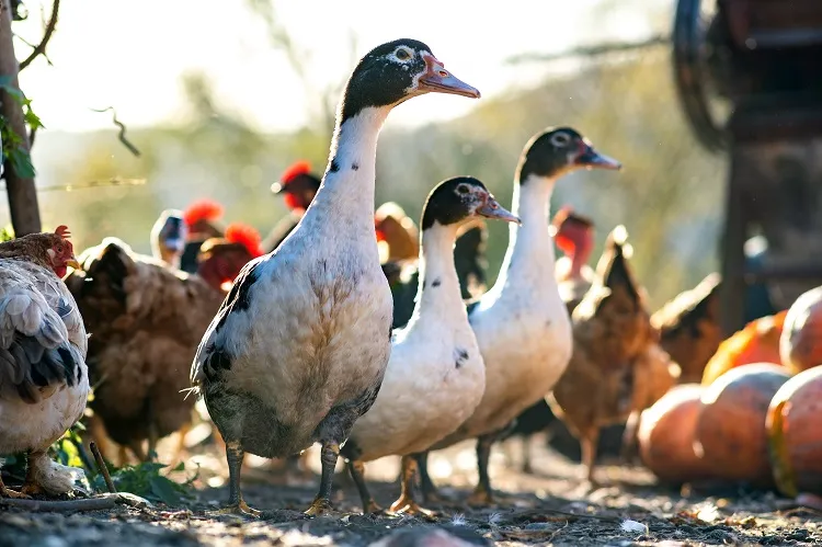 des canards indiens coureurs evec des poules dans le jardin