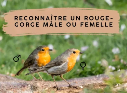 Deux oiseaux dans le jardin sur une branche