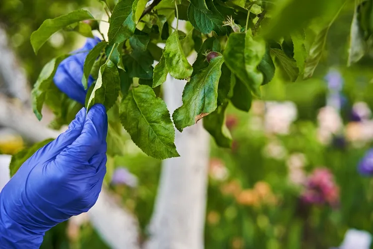 éliminer les pucerons sur les arbres fruitiers