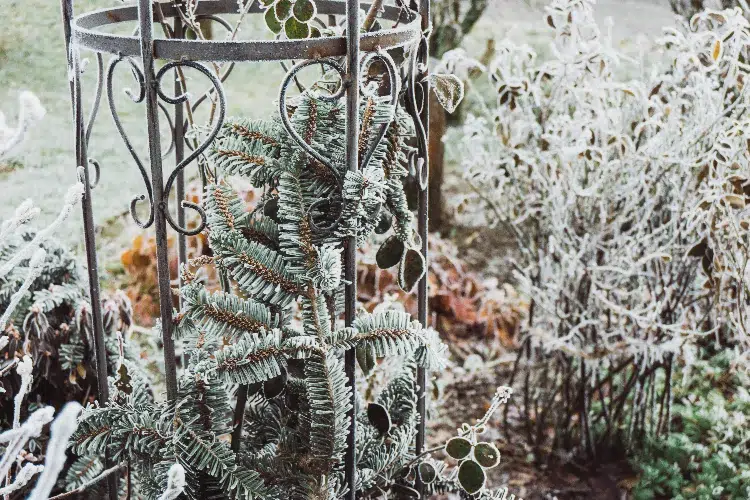 est ce que la neige protège les plantes en hiver