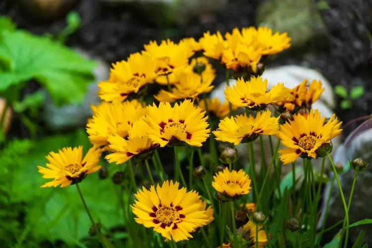 fleurs à planter en février pour une floraison en juin