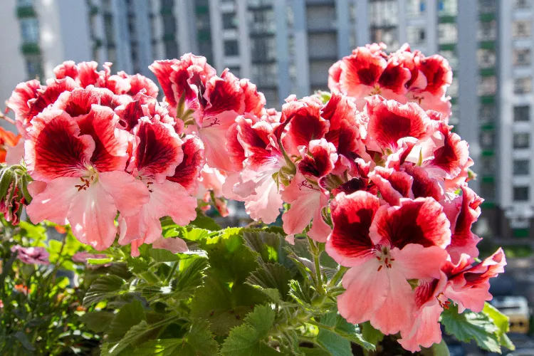 floraison en juin du pelargonium