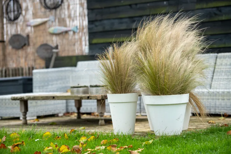 graminée ornementale panicum virgatum en tant que plante pour haie en pot