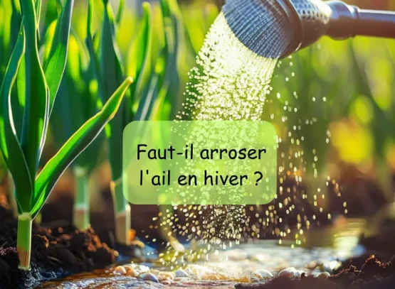 guide et conseil pour savoir comment bien arroser l'ail en hiver