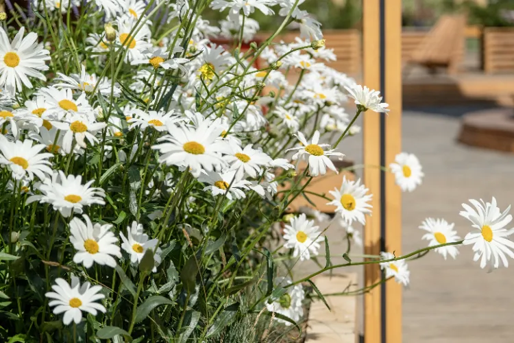 la grande marguerite santé est parmi les meilleures plantes pour haie en pot à choisir pour protéger son espace extérieur