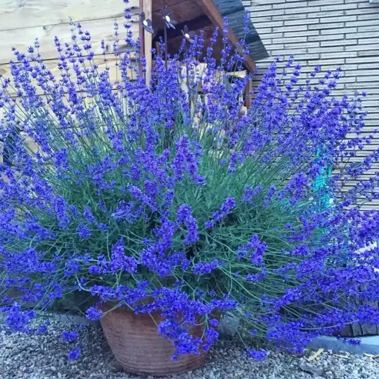 lavande en pot luxuriante en tant que plante brise vue par excellence