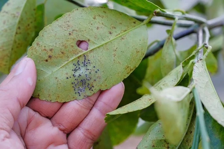 le citronnier a des trous dans les feuilles