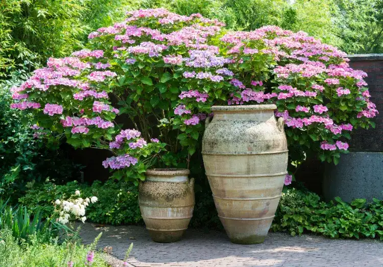 le hortensia en tant que plante de choix pour créer un brise vue naturel