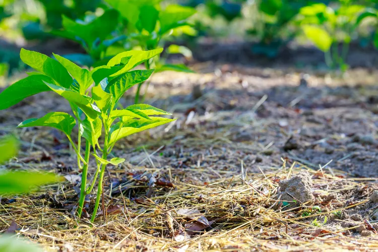 Les 3 principes de la permaculture