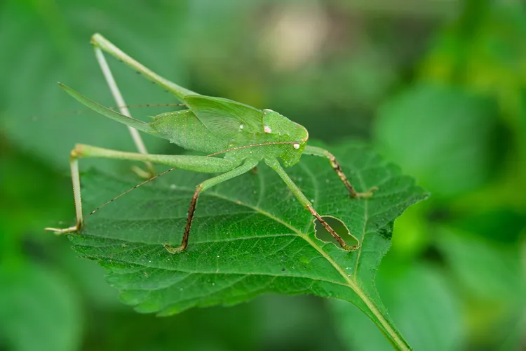 les sauterelles causent des trous dans les feuilles