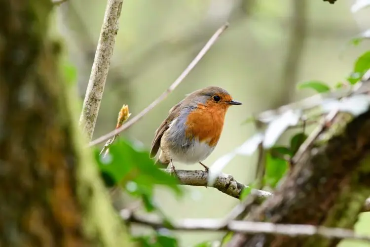 oiseau, rouge gorge