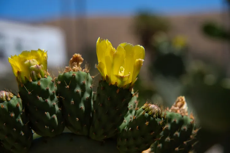 opuntia fleurs à planter en février