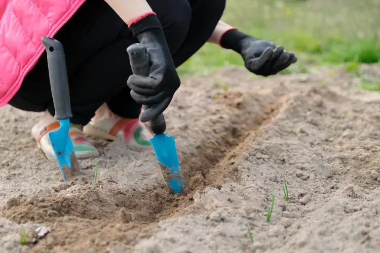 où planter des pois de senteur quel support 