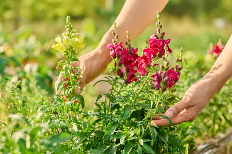 où planter des pois de senteur valeriygoncharukphoto envato