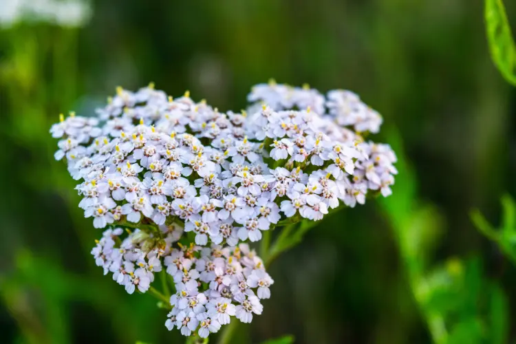 plante fleurie achilée millefeuille pour rocaille blanche 