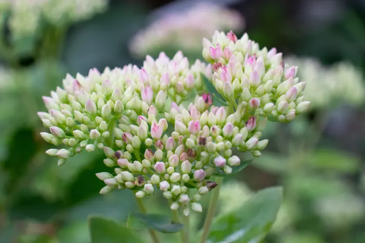 plante grasse pour jardin rocaille qui aime la sécheresse